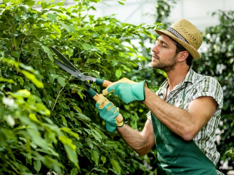 Worker operating a powered hedge trimmer at the boundary of a garden