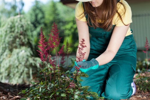 Collected hedge cuttings prepared for removal