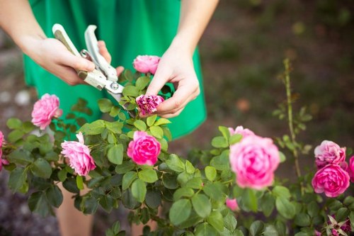 An outdoor garden scene showing a person in a green shirt using garden pruning shears to trim a flowering rose bush with multiple vibrant pink blossoms and green foliage. The rose bushes are situated in a well-maintained garden bed with dark soil, surrounded by a grassy lawn area. In the background, there are some young plants and a blurred natural environment, indicating a tidy, landscaped yard in Mortlake. The lighting suggests a bright, clear day, ideal for gardening activities, which aligns with HedgetrimmingMortlake.co.uk's outdoor gardening services for maintaining healthy, attractive garden plants, including pruning and shrub management in residential outdoor spaces.