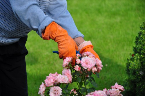 Operative assessing a hedge before trimming
